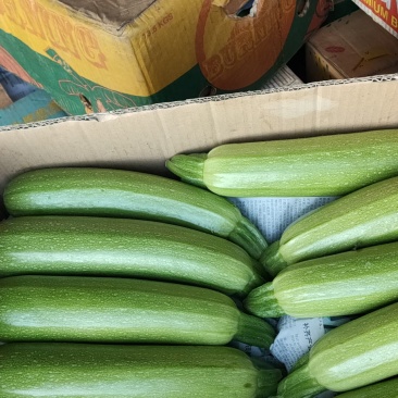 西葫芦精品大量上市。沈阳产地代收各种蔬菜
