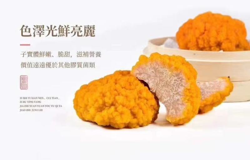 云南金耳菌鲜货，干货