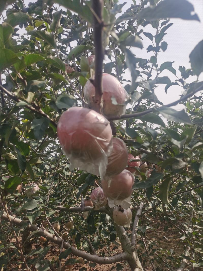 河南虞城富士苹果，口感賊甜，耐运输，欢迎新老客户前来选购