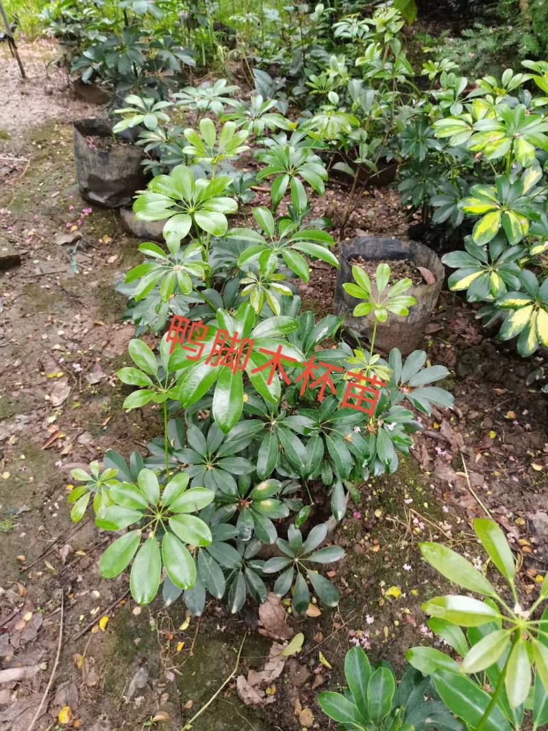 鸭脚木成都基地货源，鸭脚木杯苗价格，鸭脚木地苗