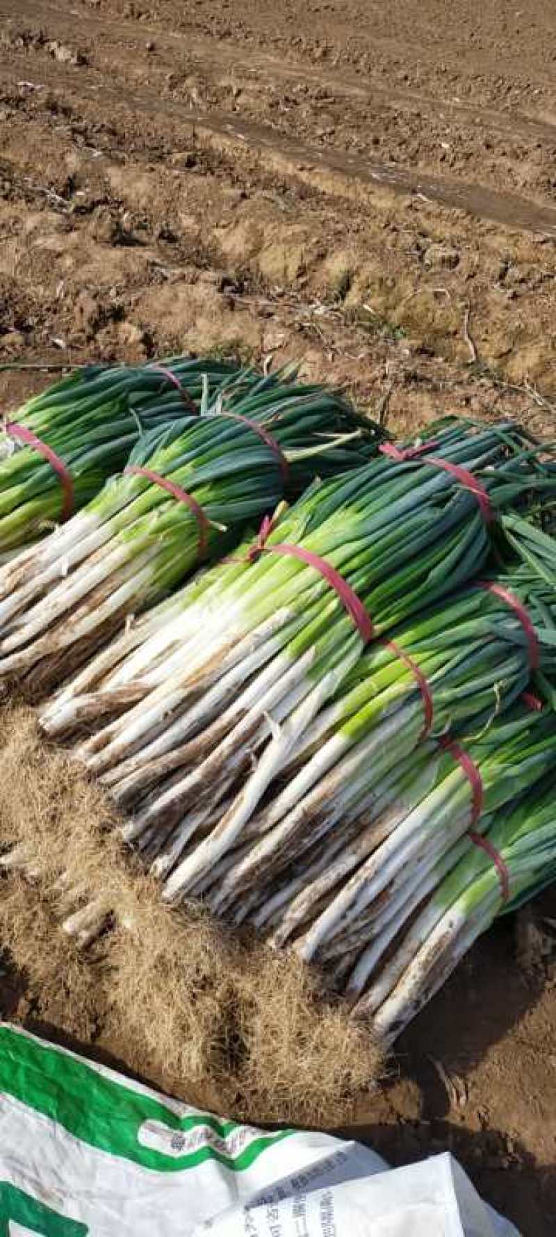 供应大量大葱需要可以联系我