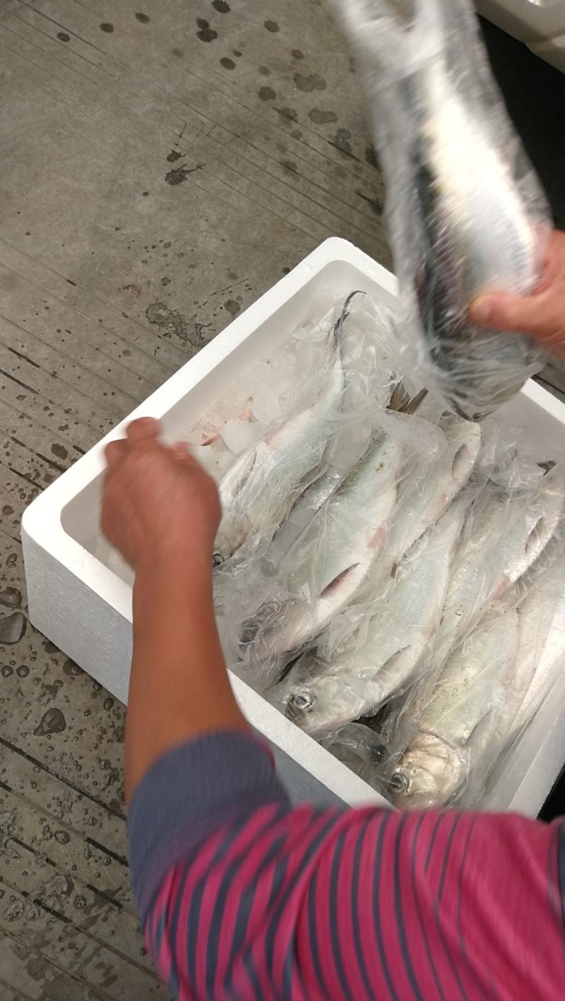 江苏海安鲥鱼活鱼批发兼零售可承接餐饮老板和电商