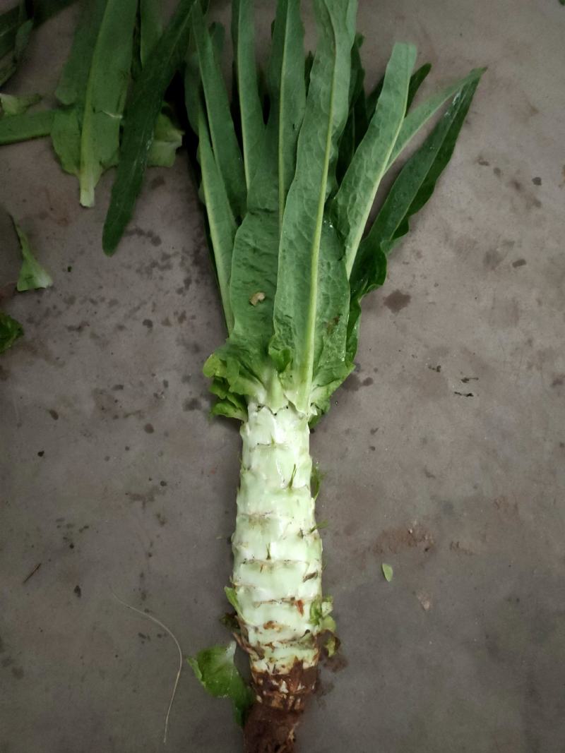 青尖叶莴笋上市，无限量供应