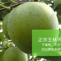 王林苹果树苗，成活率高，技术指导，保品种，可签合同