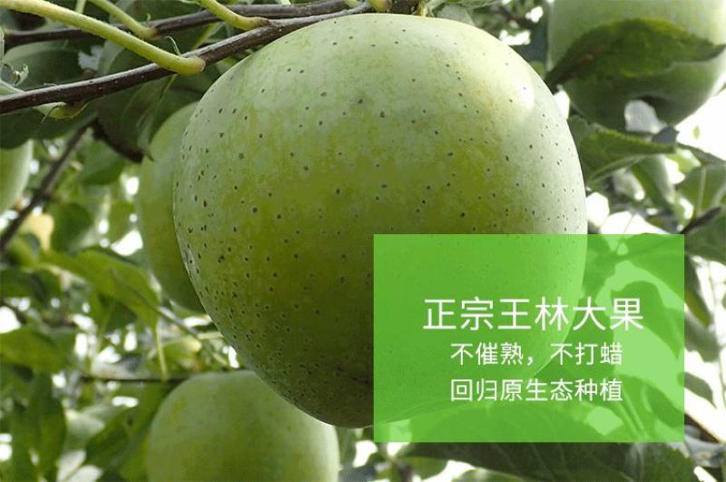 王林苹果树苗，成活率高，技术指导，保品种，可签合同