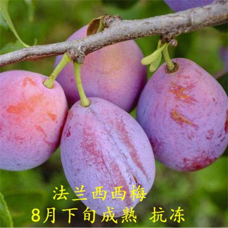 法兰西李子苗，成活率高，技术指导，保品种，可签合同