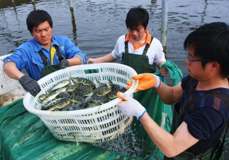 河豚，暗纹河豚，无毒河豚，中洋暗纹河豚，海安河豚