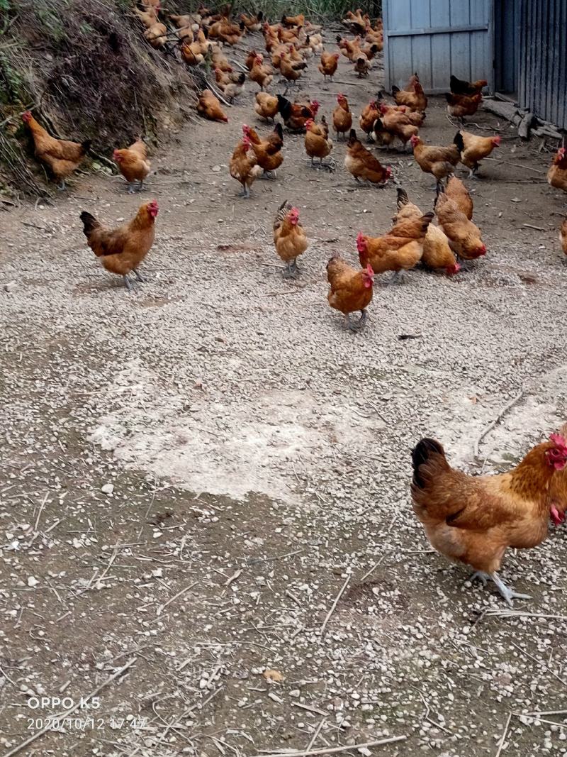 195天老母鸡鸡全放养
