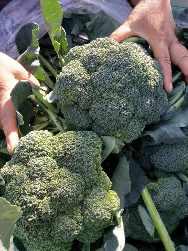 西兰花春秋大量供应欢迎光临