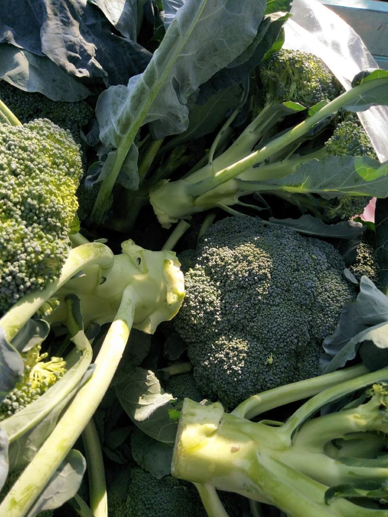 西兰花春秋大量供应欢迎光临