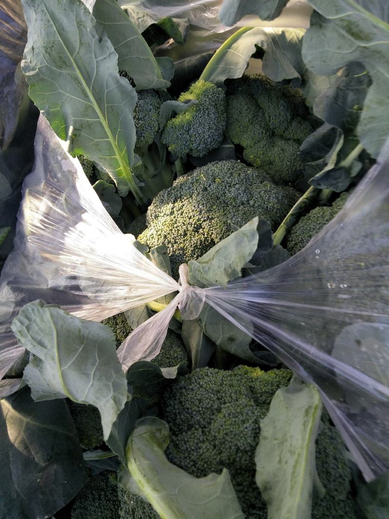 西兰花春秋大量供应欢迎光临