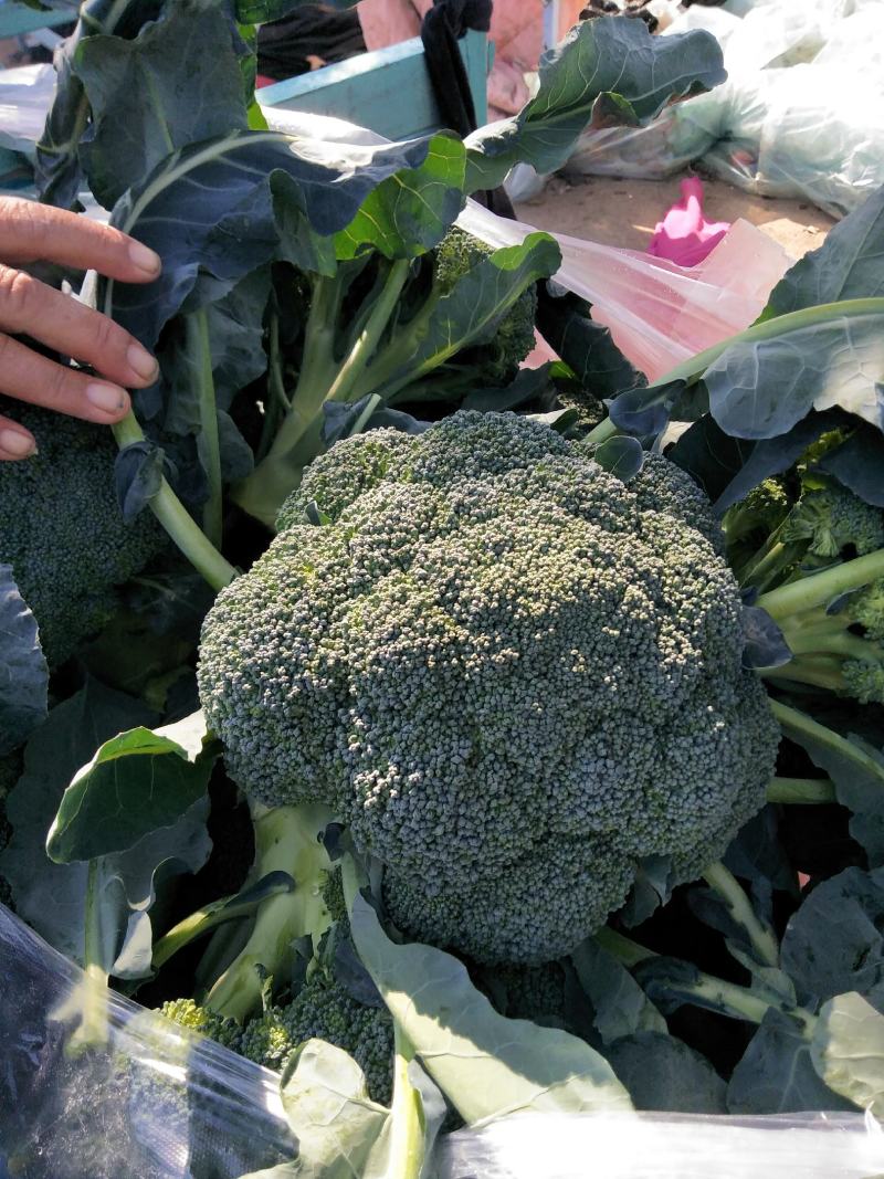 西兰花春秋大量供应欢迎光临