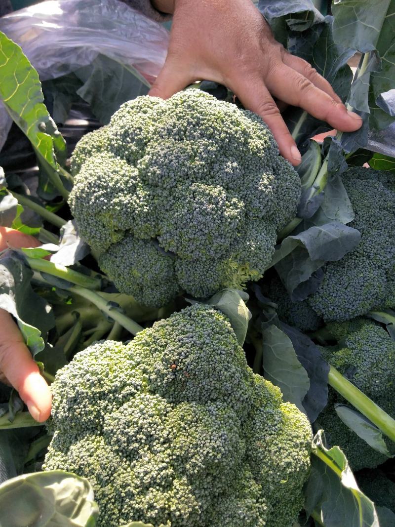 西兰花春秋大量供应欢迎光临