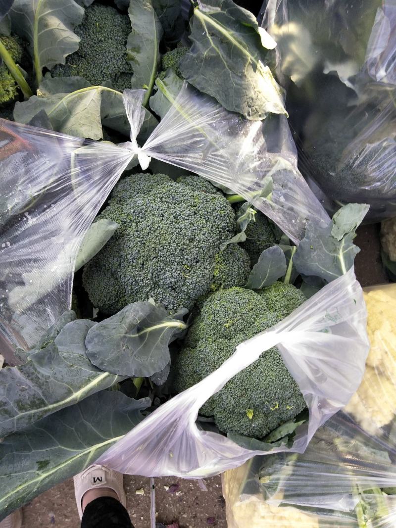 西兰花春秋大量供应欢迎光临