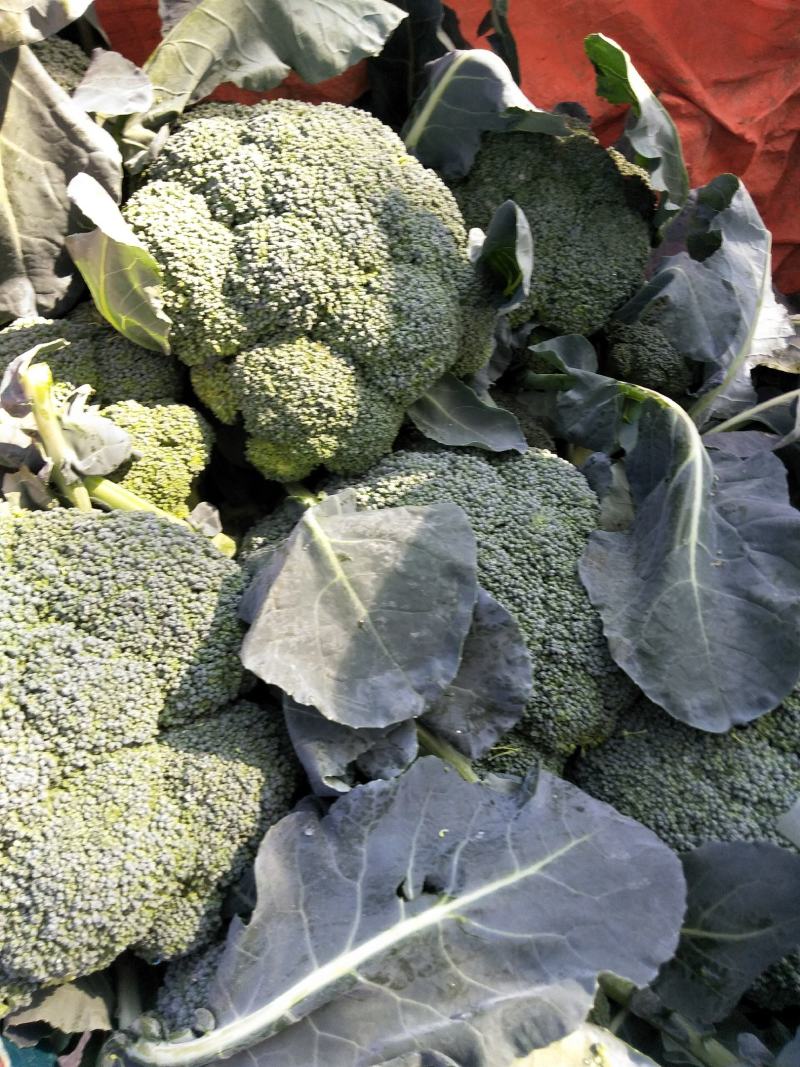 西兰花春秋大量供应欢迎光临