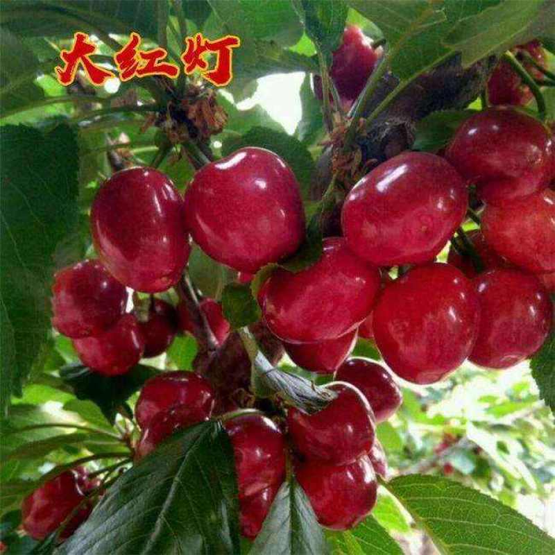 红灯大樱桃苗，成活率高，技术指导，保品种，签订合同