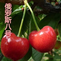 俄罗斯8号大樱桃苗，成活率高，技术指导，保品种