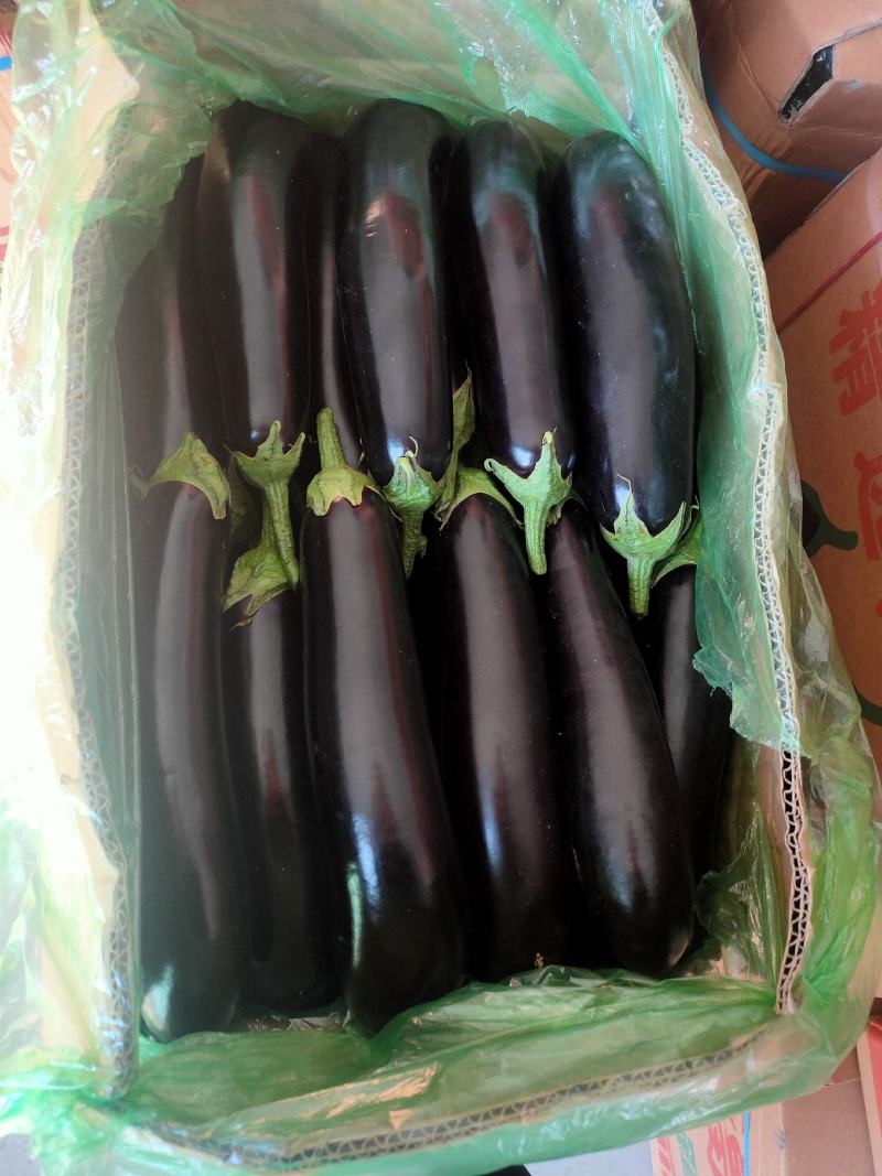 子茄子，承接全国订单，货源充足，产地直发