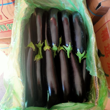 子茄子，承接全国订单，货源充足，产地直发