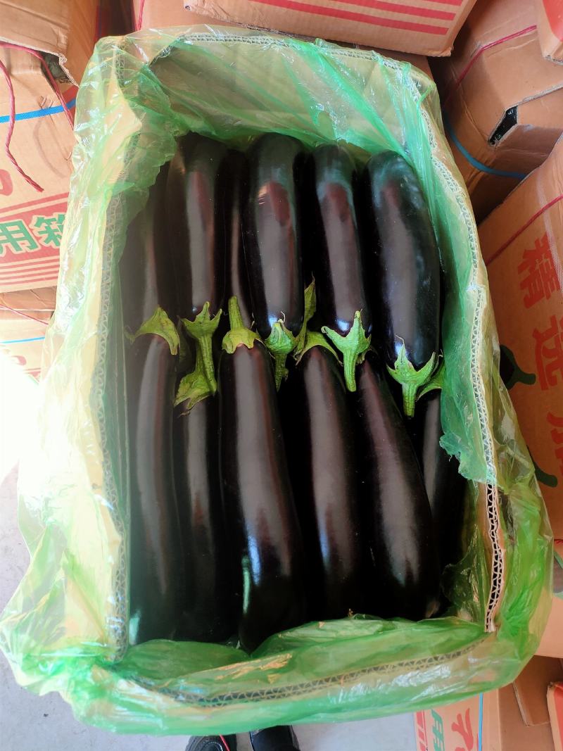 子茄子，承接全国订单，货源充足，产地直发