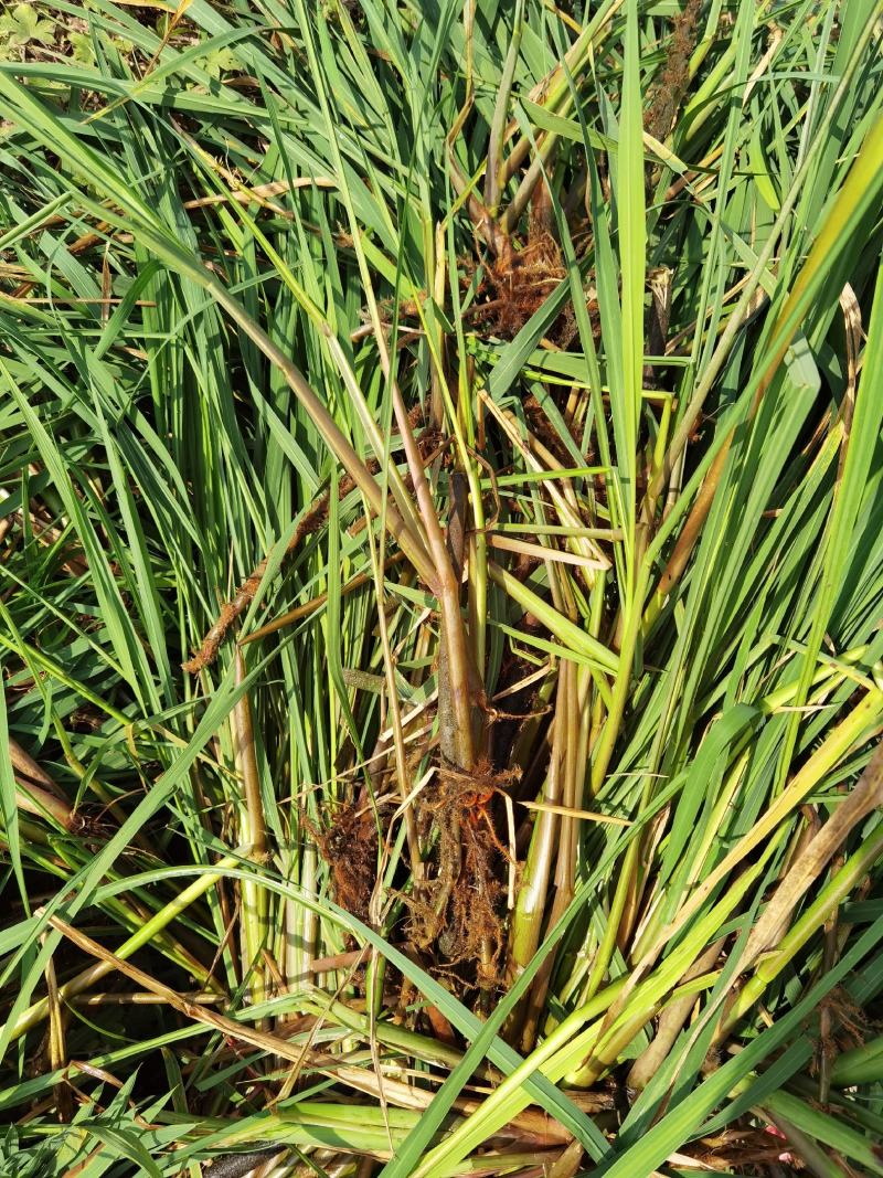 微山湖水生植物，茭白苗水生植物绿化量大