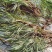 微山湖水生植物，茭白苗水生植物绿化量大