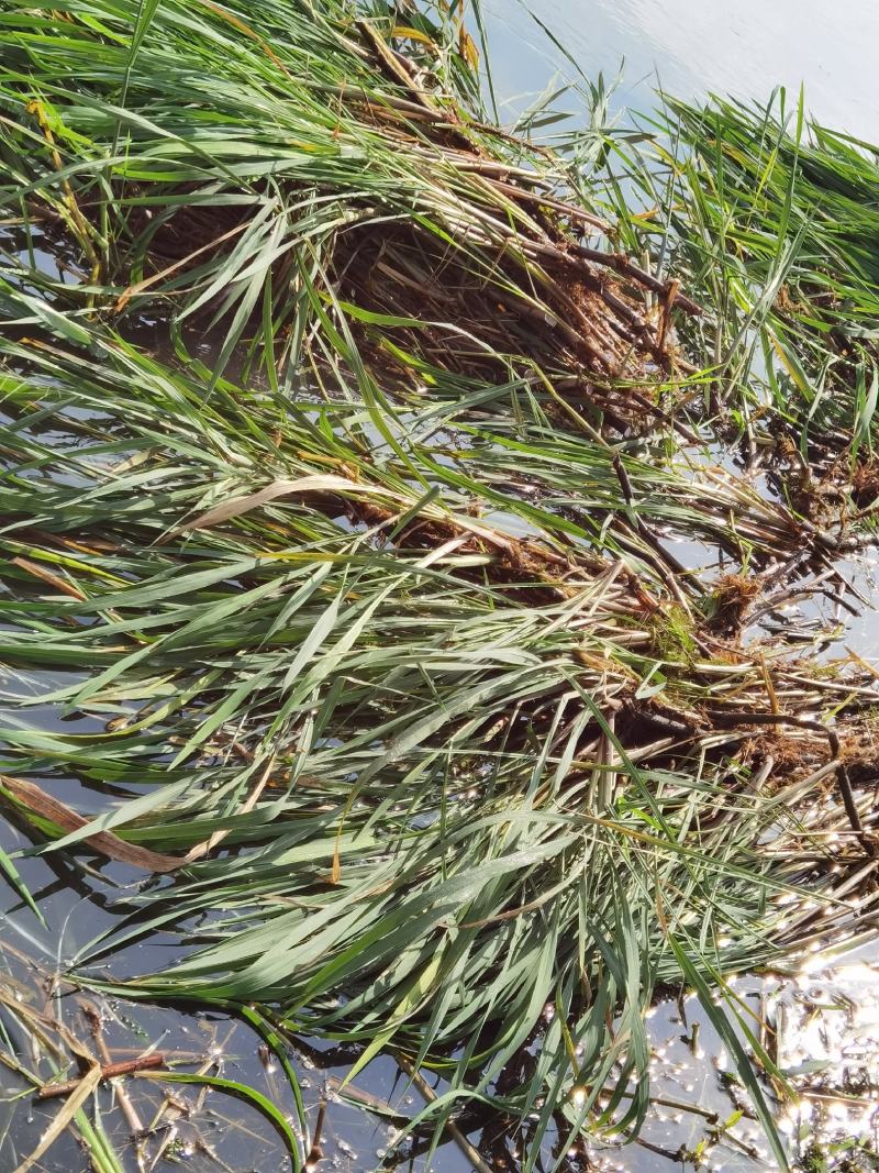 微山湖水生植物，茭白苗水生植物绿化量大