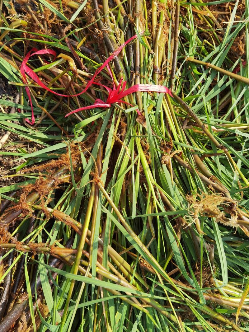 微山湖水生植物，茭白苗水生植物绿化量大