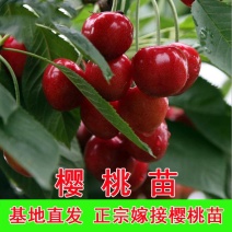 沙蜜豆樱桃苗，成活率高，技术指导，保品种，可签合同