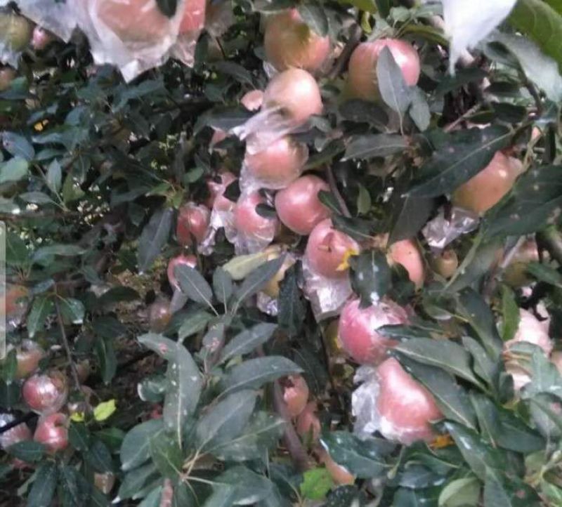 砀山红富士苹果大量上市，色泽好，价格低，糖度高，欢迎选购