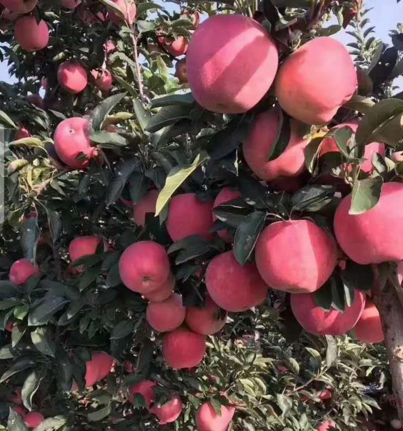 砀山红富士苹果大量上市，色泽好，价格低，糖度高，欢迎选购