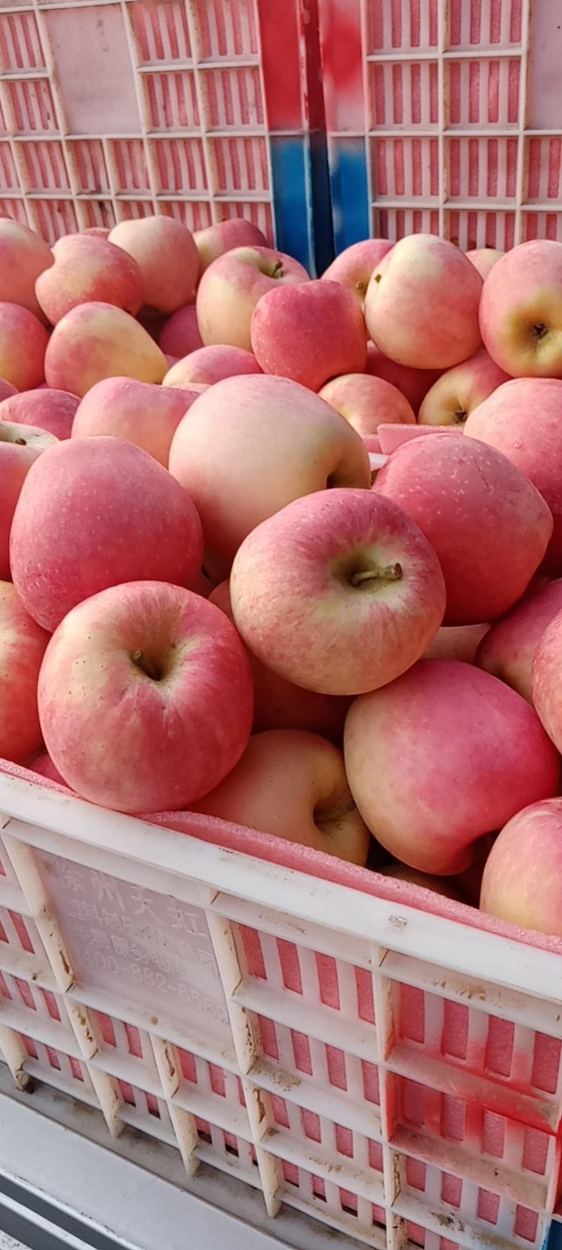 砀山红富士苹果大量上市，色泽好，价格低，糖度高，欢迎选购