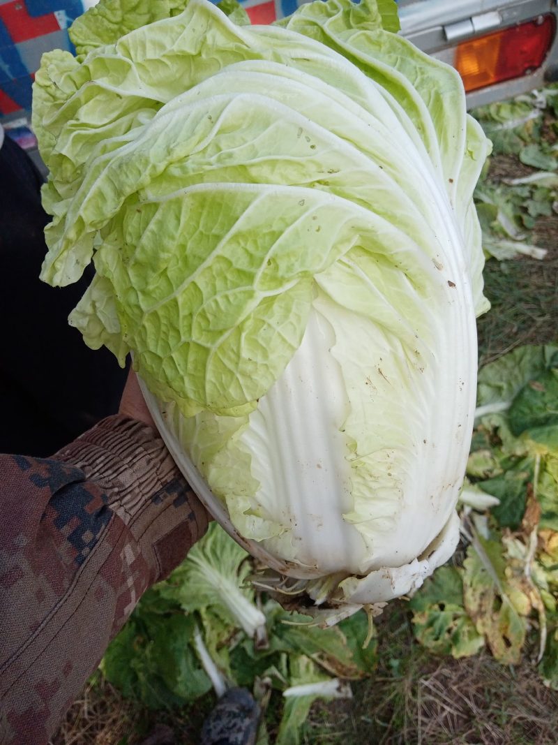 大白菜批发，产地直发，大量上市，质优价廉，欢迎选购