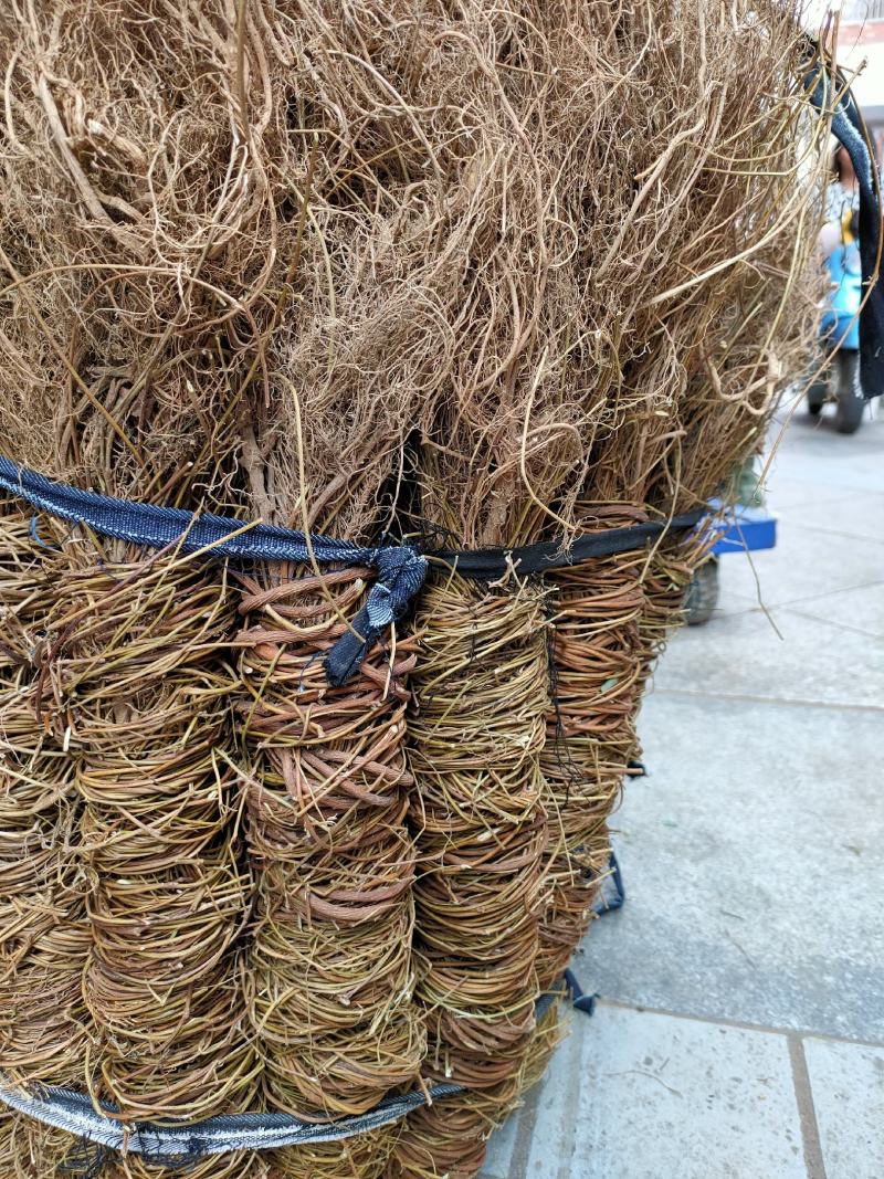 广西新货足干扎把无叶鸡骨草，光杆，量大从优，无硫