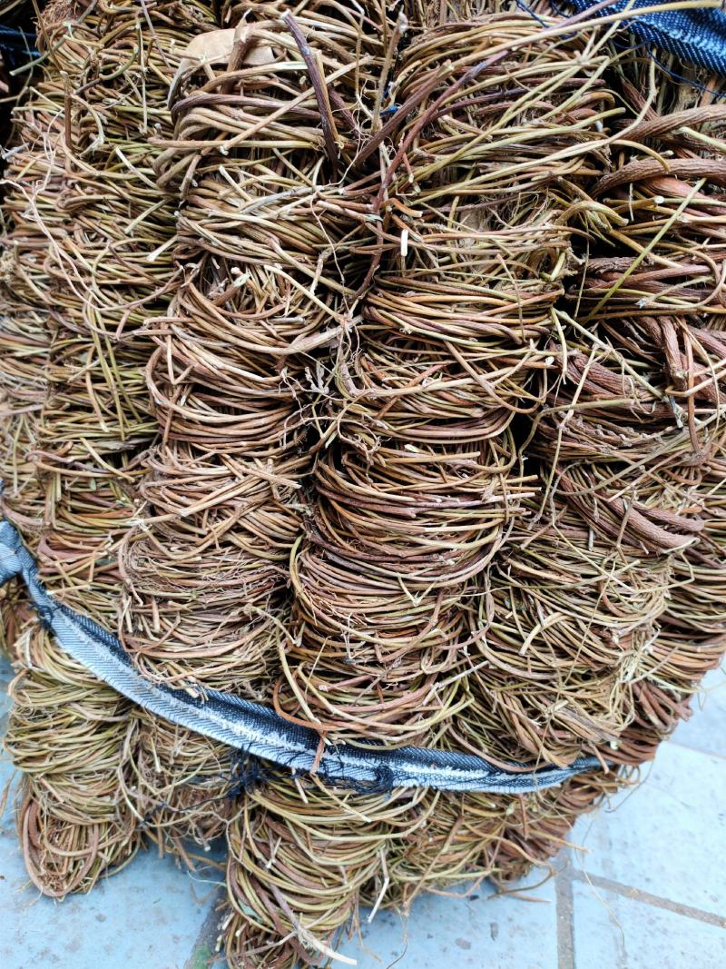 广西新货足干扎把无叶鸡骨草，光杆，量大从优，无硫