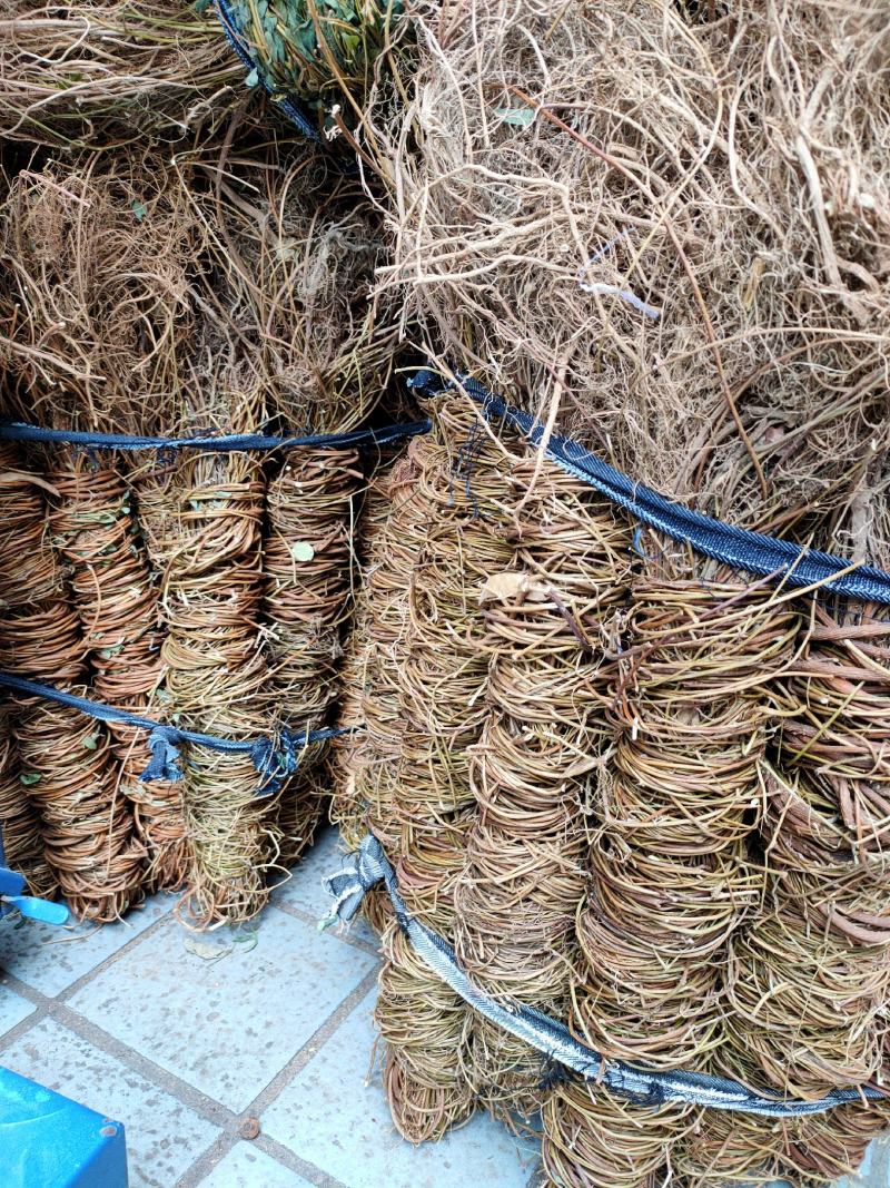 广西新货足干扎把无叶鸡骨草，光杆，量大从优，无硫