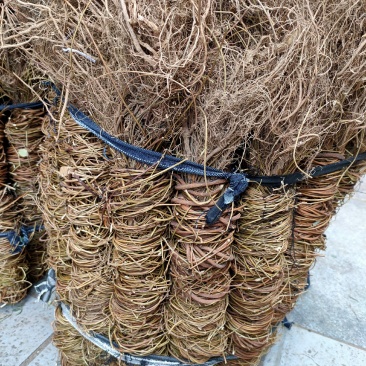 广西新货足干扎把无叶鸡骨草，光杆，量大从优，无硫