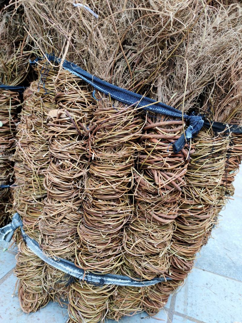 广西新货足干扎把无叶鸡骨草，光杆，量大从优，无硫