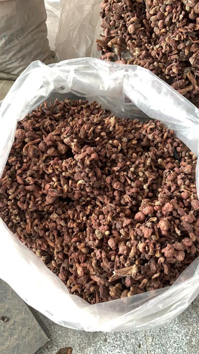 东北肉蘑，秋板松蘑，