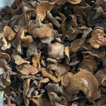 东北肉蘑，秋板松蘑，