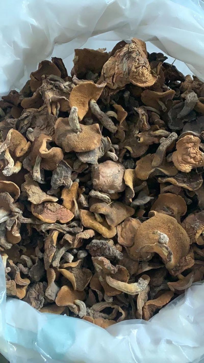 东北肉蘑，秋板松蘑，
