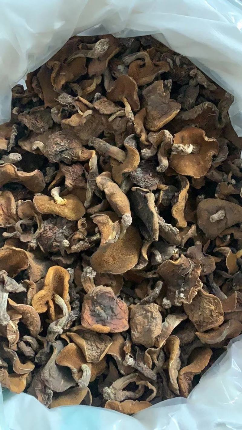 东北肉蘑，秋板松蘑，