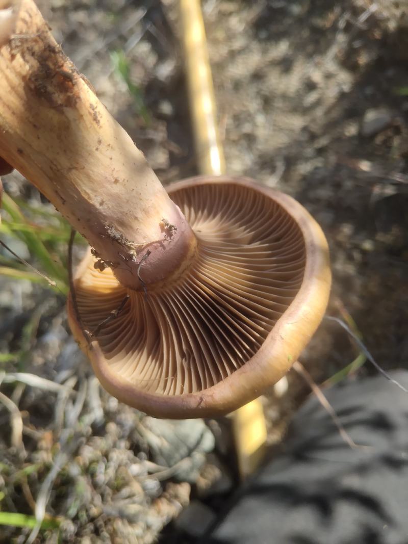 东北肉蘑，秋板松蘑，