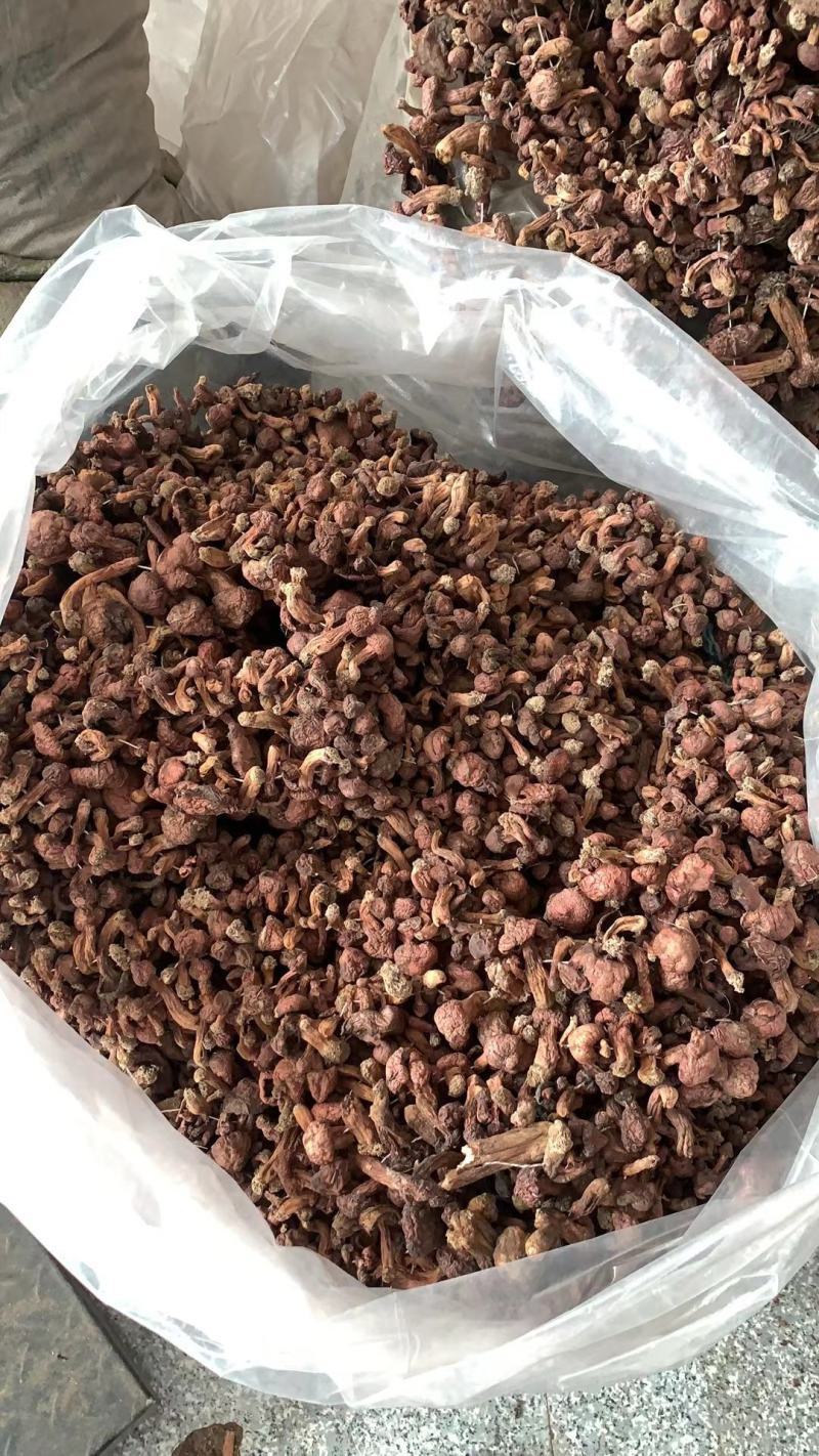 东北肉蘑，秋板松蘑，