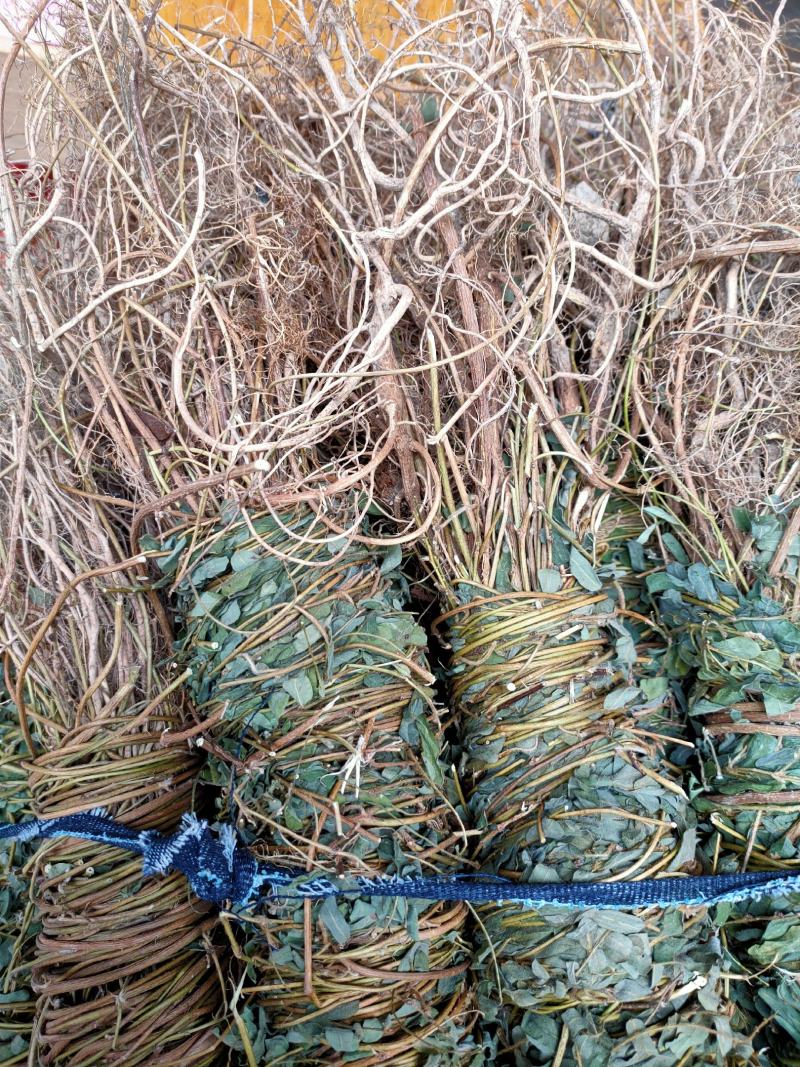 广西新货足干，扎把带叶鸡骨草，量大从优，无硫