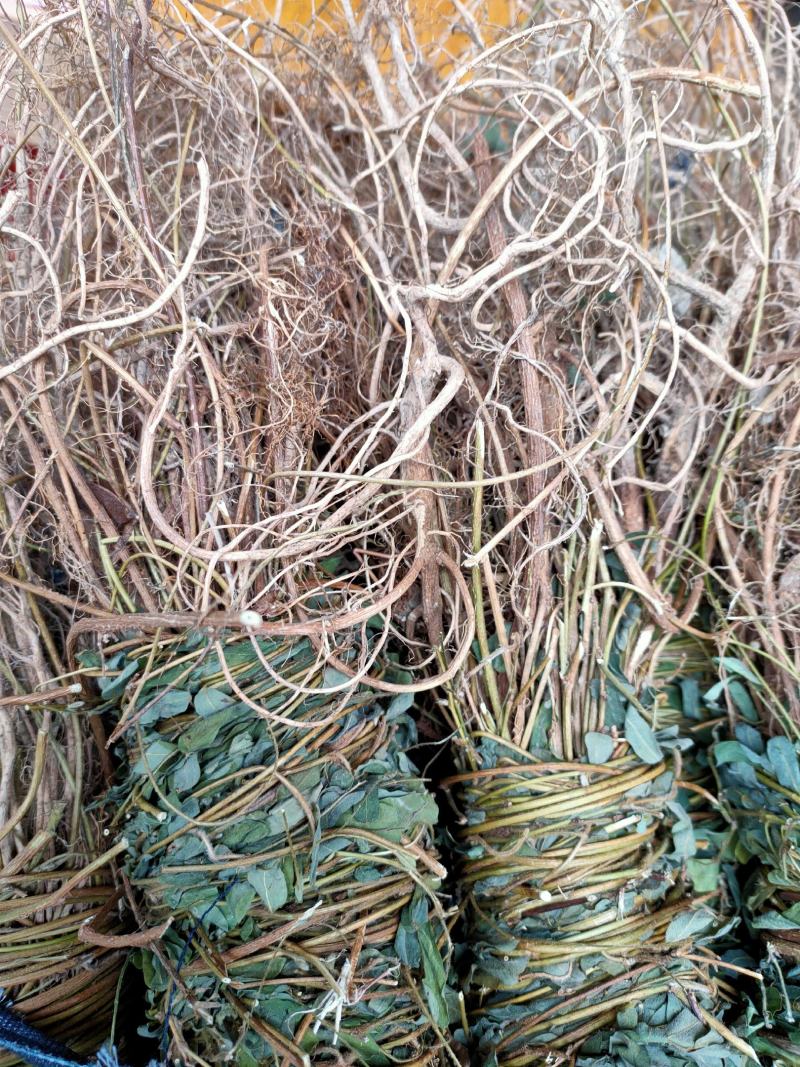 广西新货足干，扎把带叶鸡骨草，量大从优，无硫
