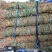 广西新货足干，扎把带叶鸡骨草，量大从优，无硫