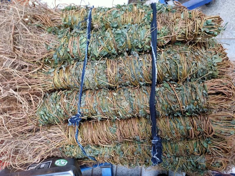 广西新货足干，扎把带叶鸡骨草，量大从优，无硫