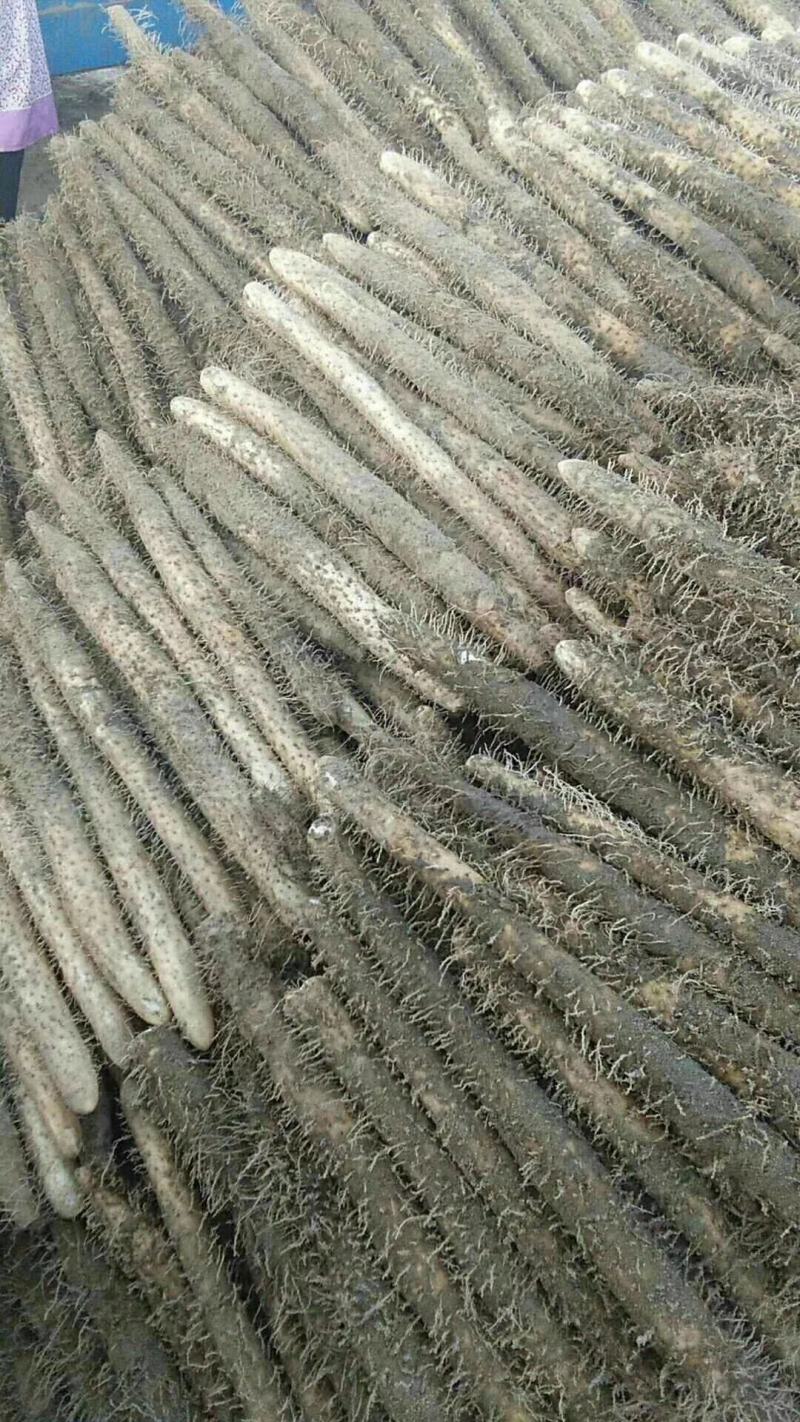 麻山药，产地直销，货源充足，价格公平，大量上市