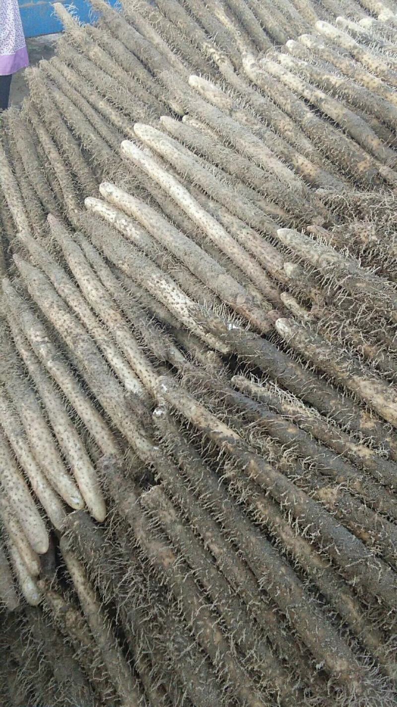 麻山药，产地直销，货源充足，价格公平，大量上市